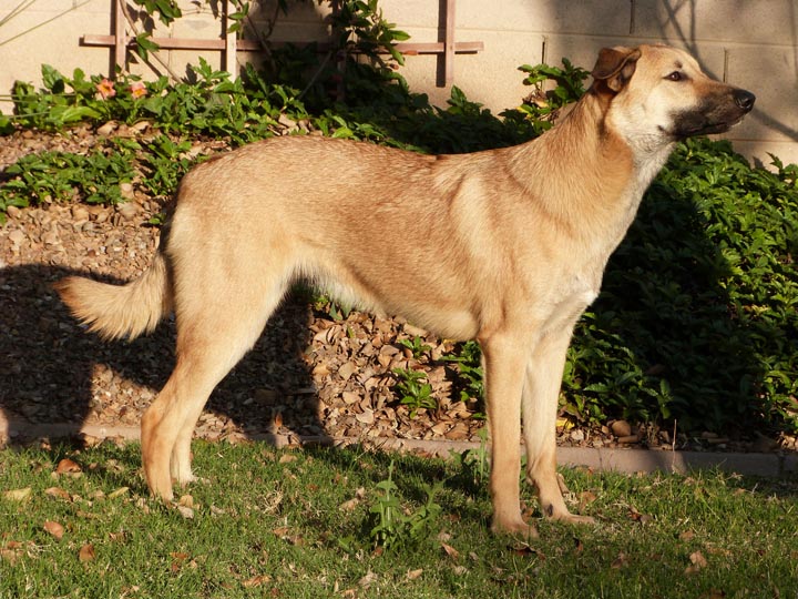 chinook dog